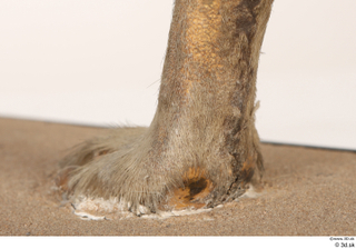 Striped Hyena Hyaena hyaena foot 0018.jpg